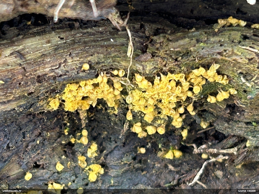 Trihija, hemitrihija (nenoteikta)