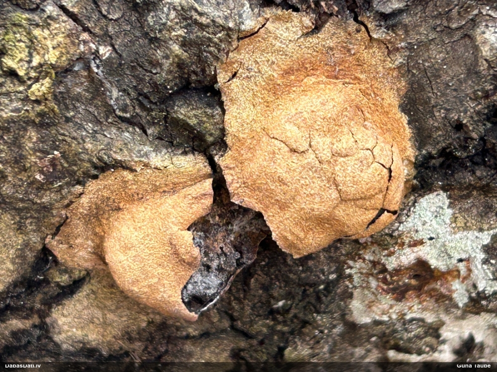 Gludais ragansviests