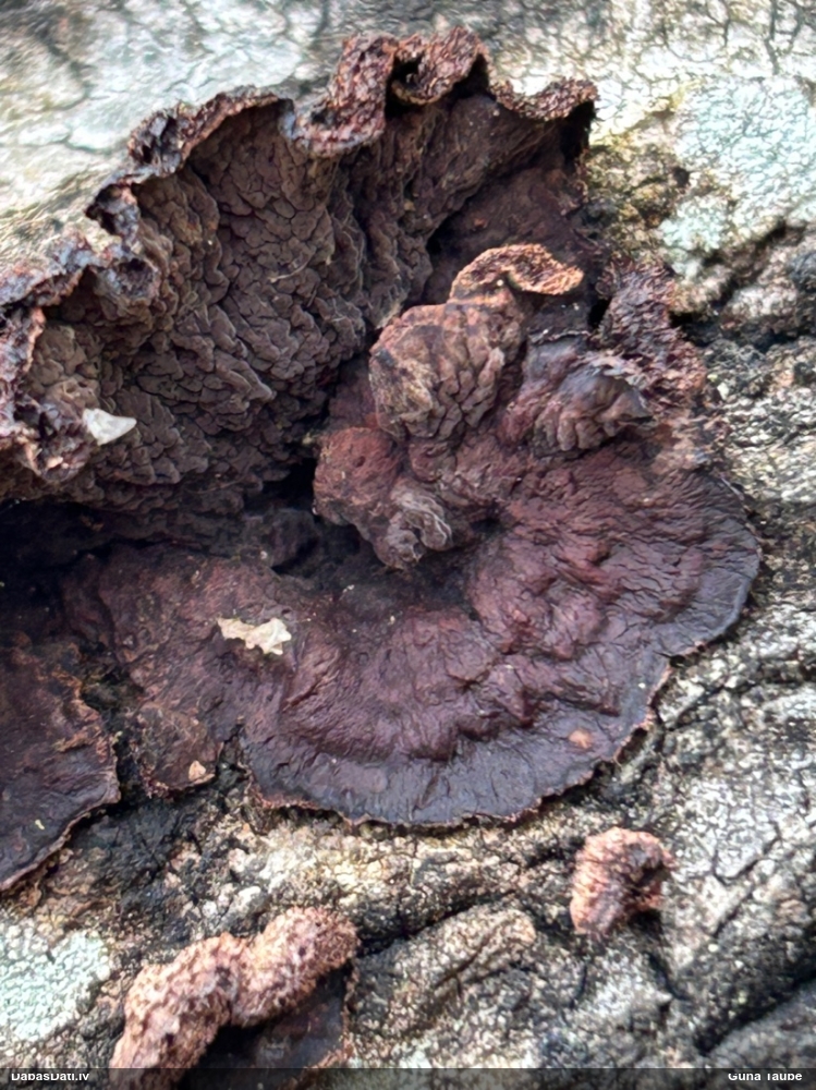 Sēne Punctularia strigosozonata