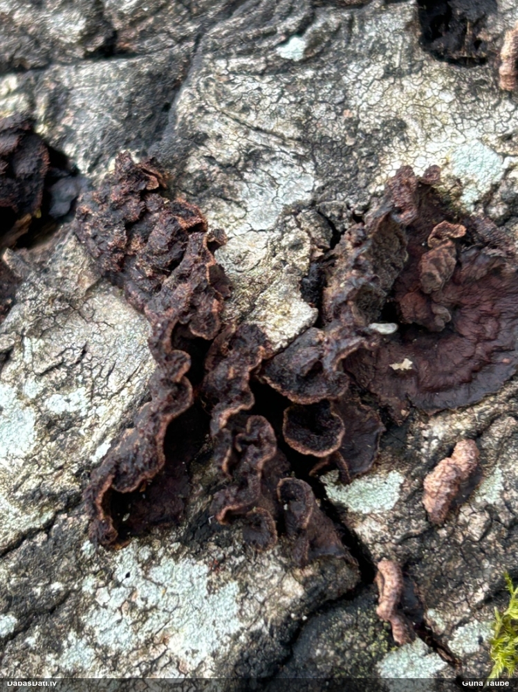 Sēne Punctularia strigosozonata