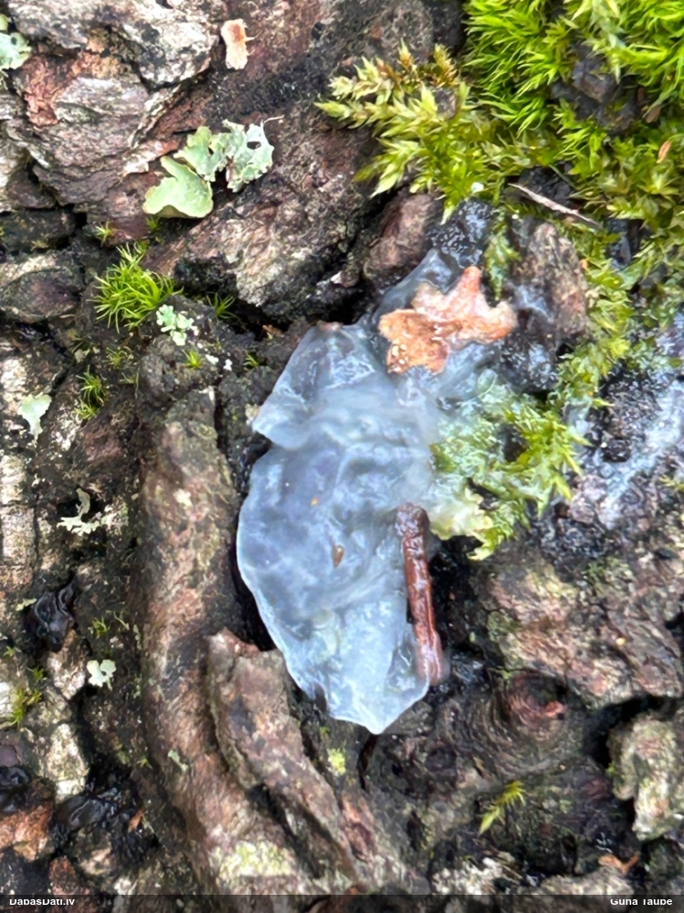 Receklene, eksīdija (nenoteikta)