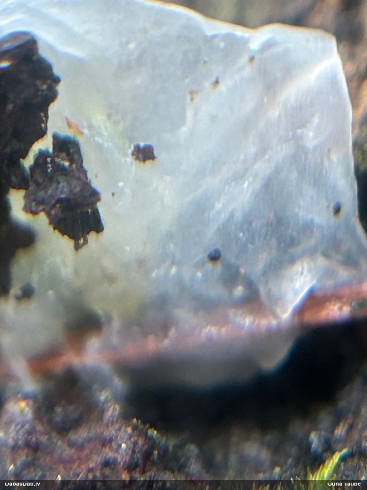 Receklene, eksīdija (nenoteikta)