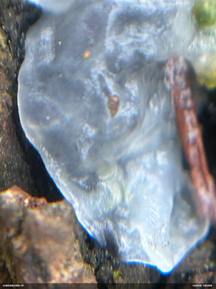 Receklene, eksīdija (nenoteikta)