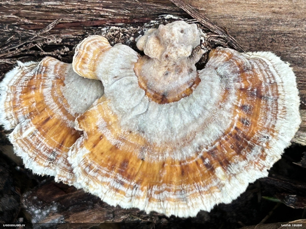 Dzeltenā tauriņpiepe