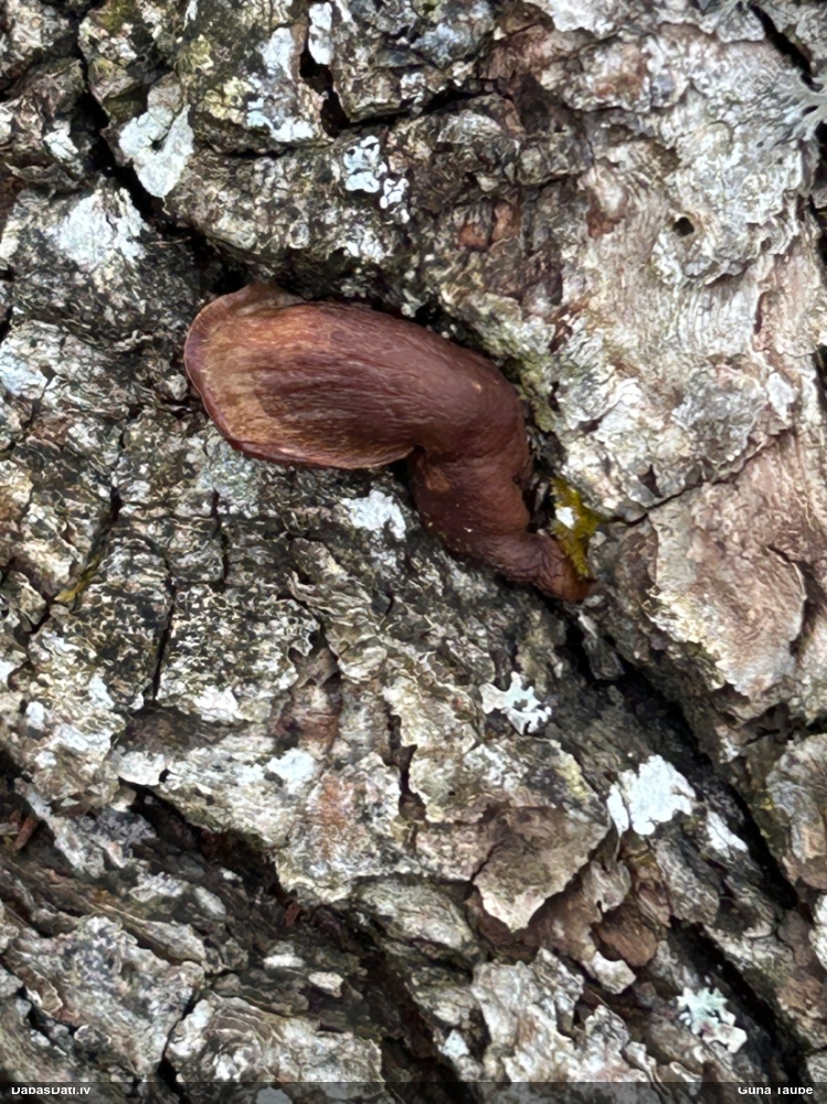 Vēlā pundurkamolene