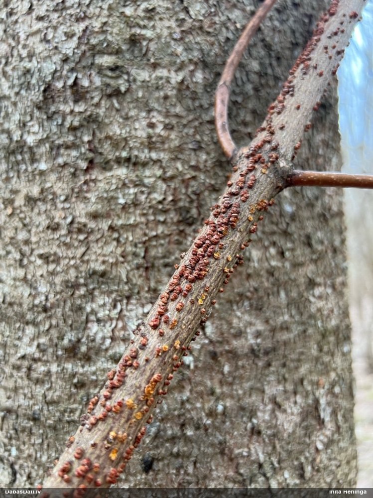 Lapkoku sarkankārpainība