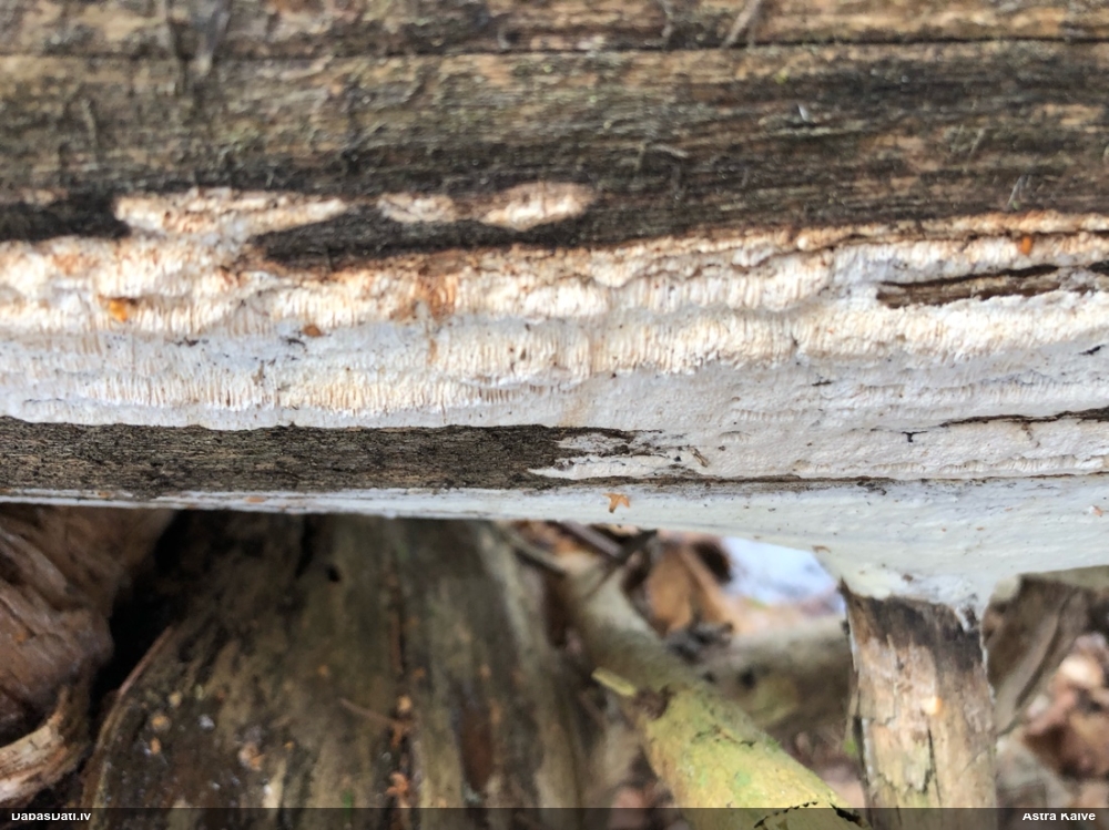 Viļņainā antrodija