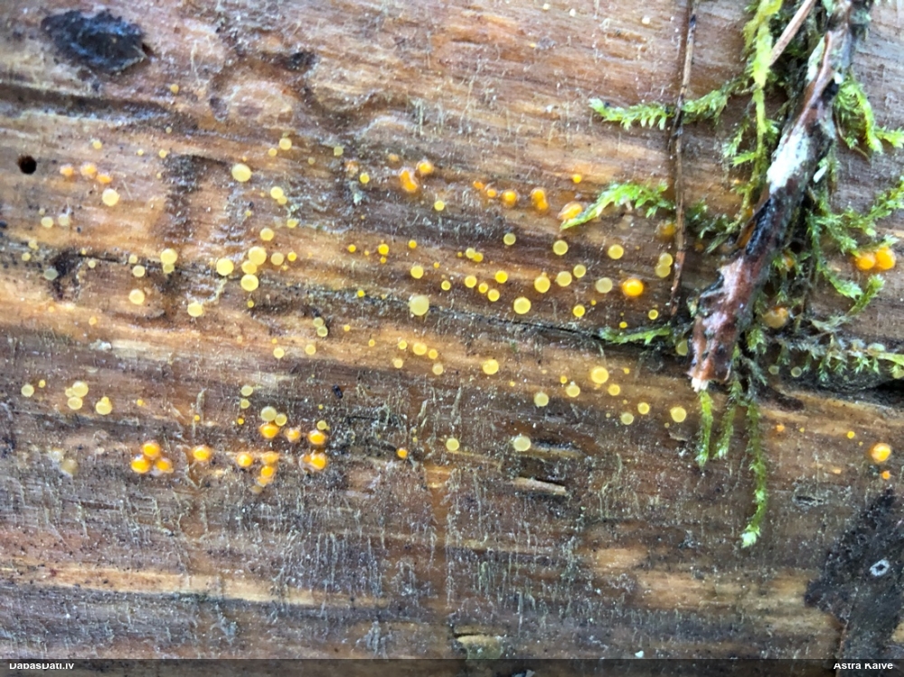 распадающийся дакримицес