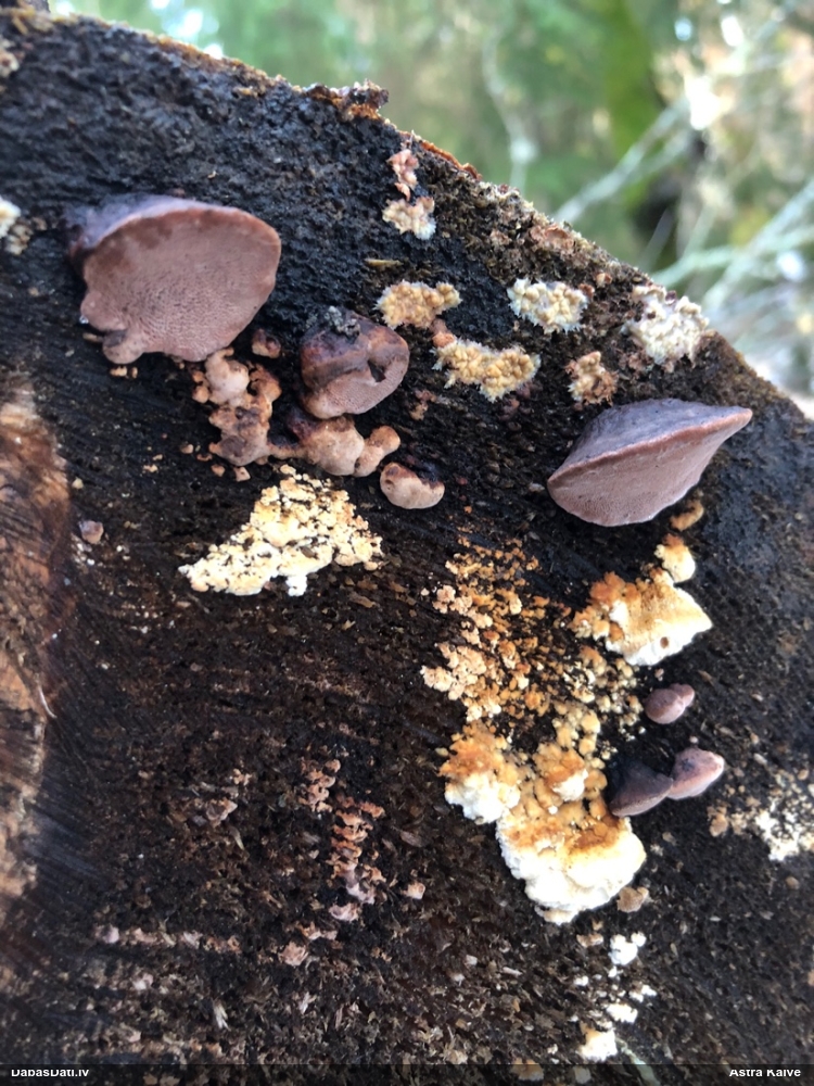 Rožainā apmalpiepe