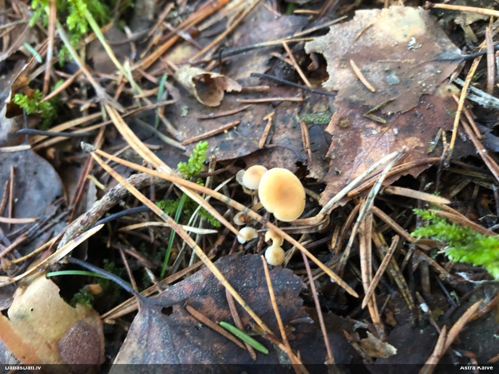 Priežu čiekursēne