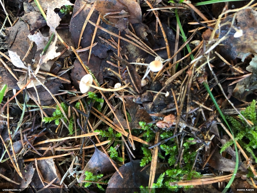 Priežu čiekursēne