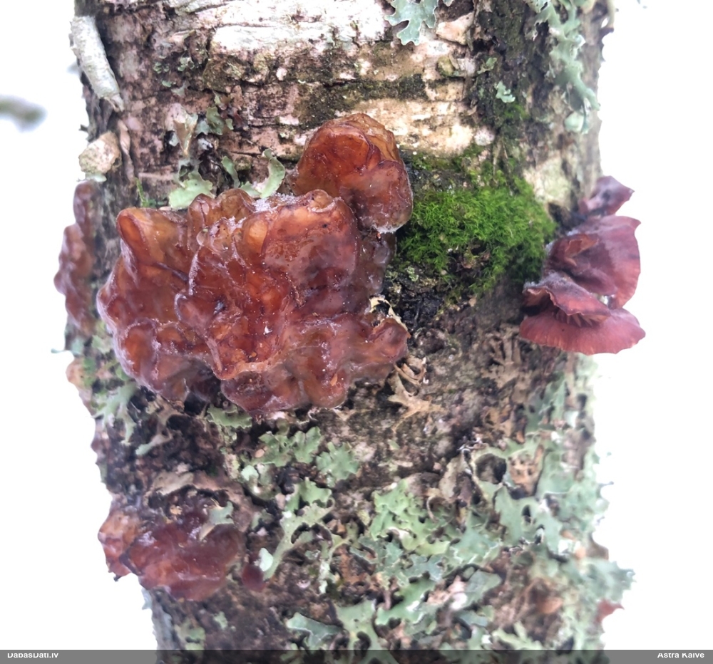 Skrimšļainā eksīdija