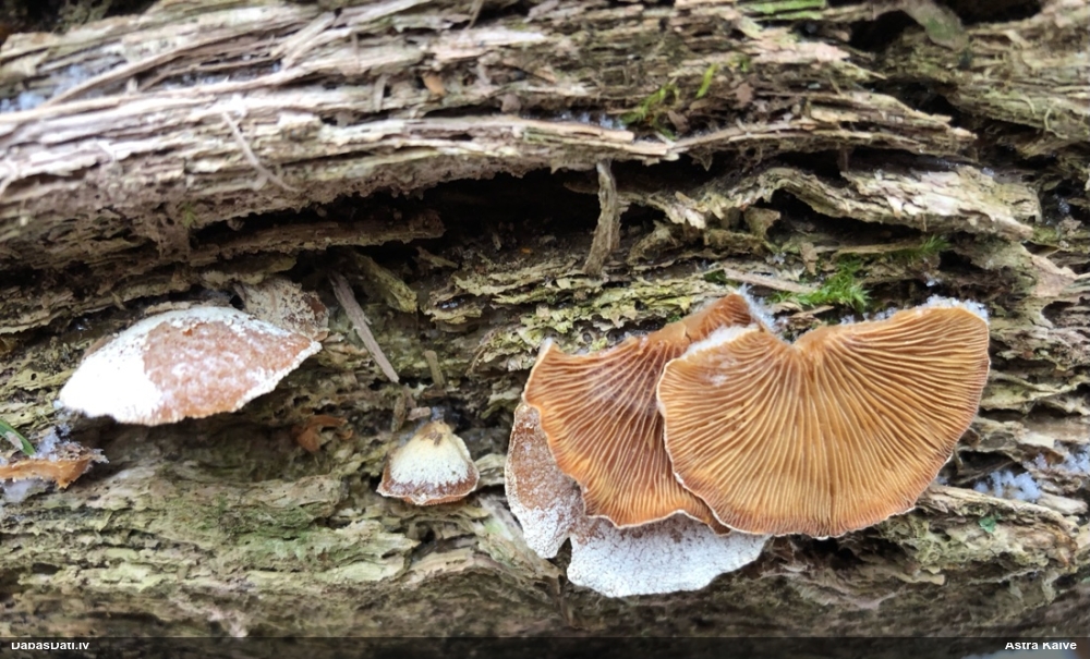 Sūrā pundurkamolene