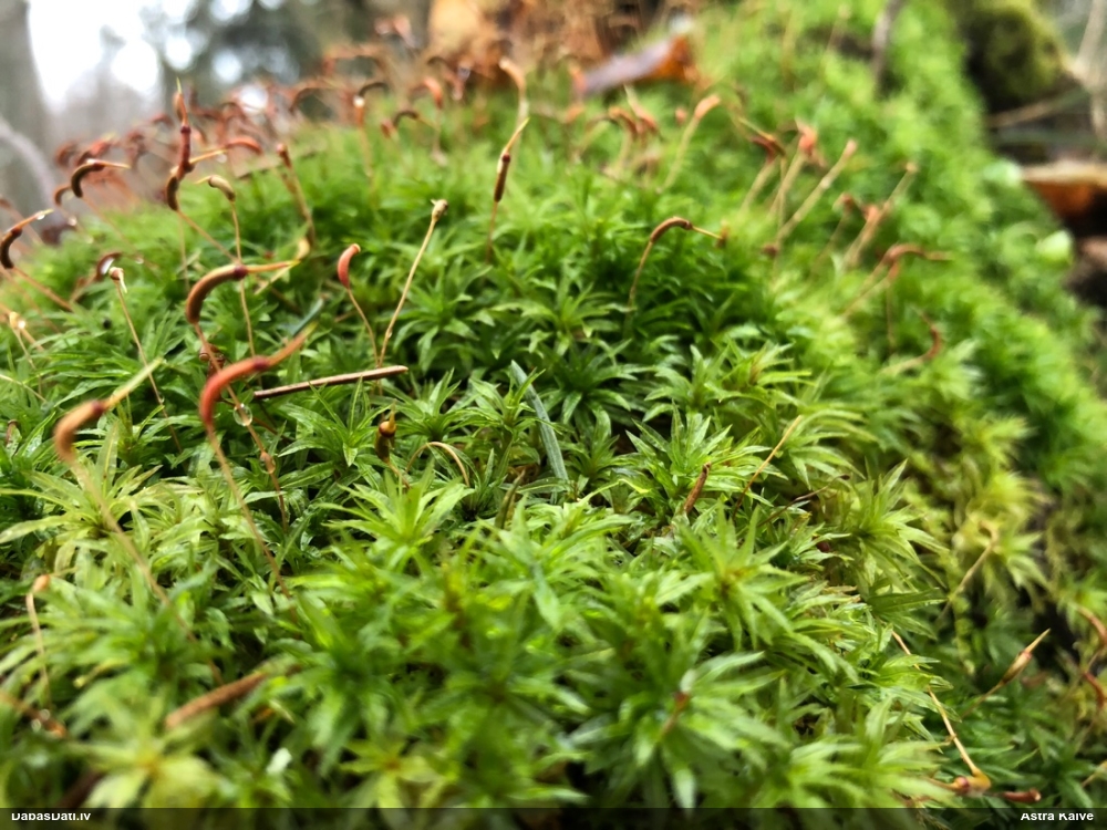 Viļņainā lācīte