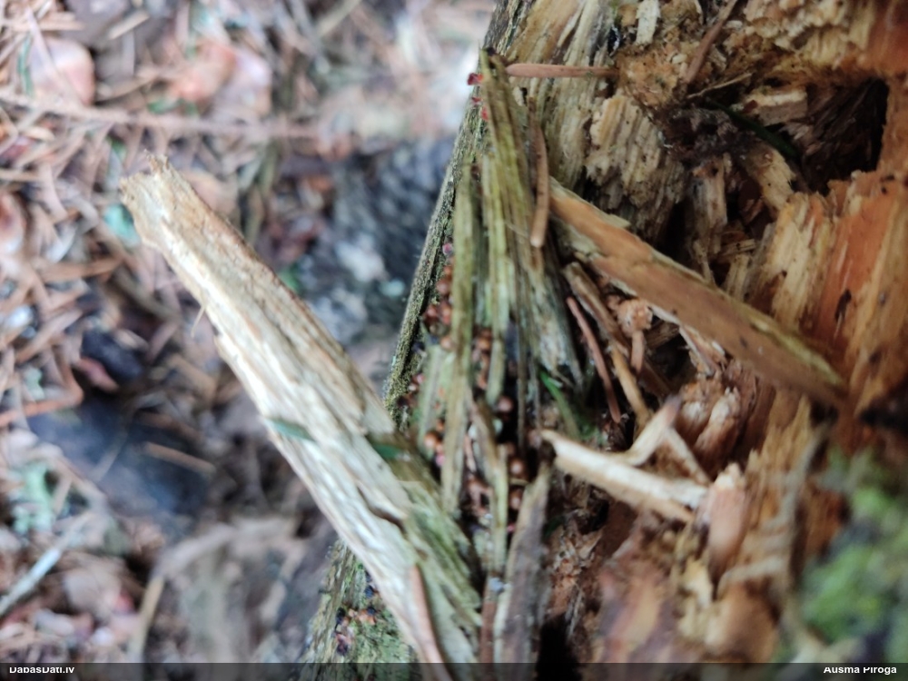 Daudzveidīgā trihija