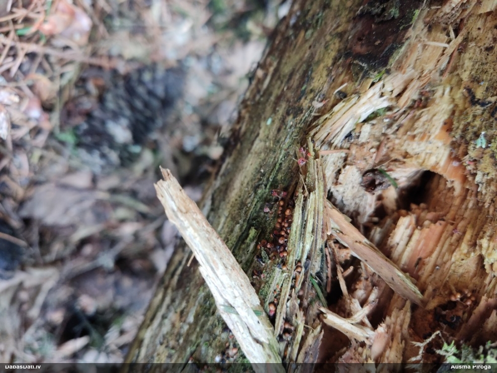 Daudzveidīgā trihija