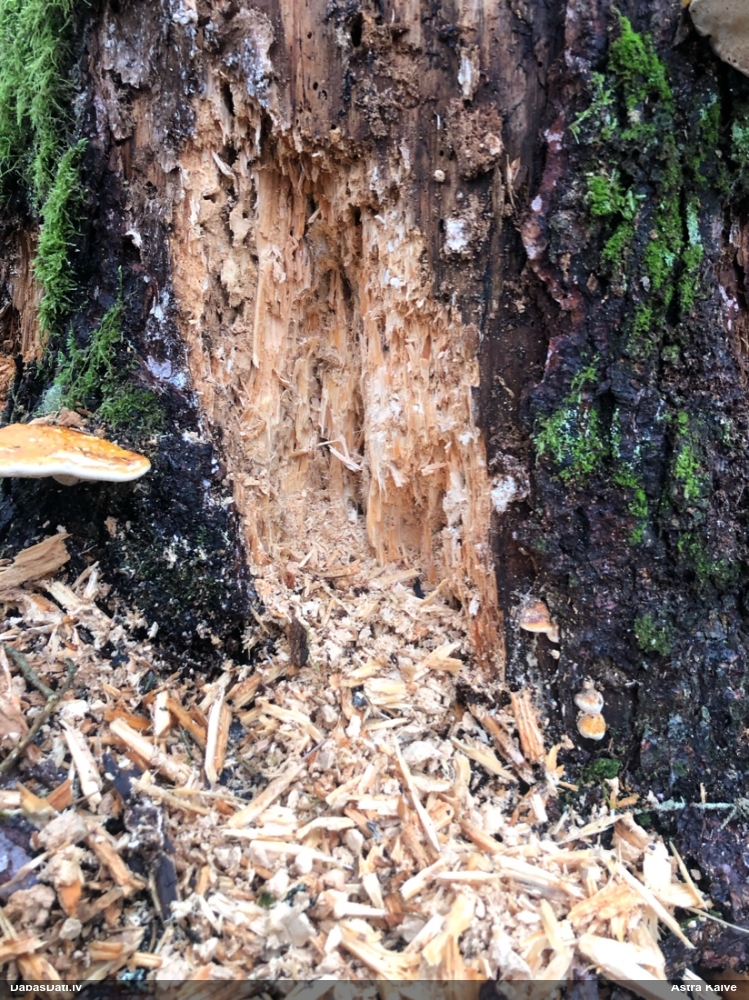 Dzenis/dzilna (nenoteikts)