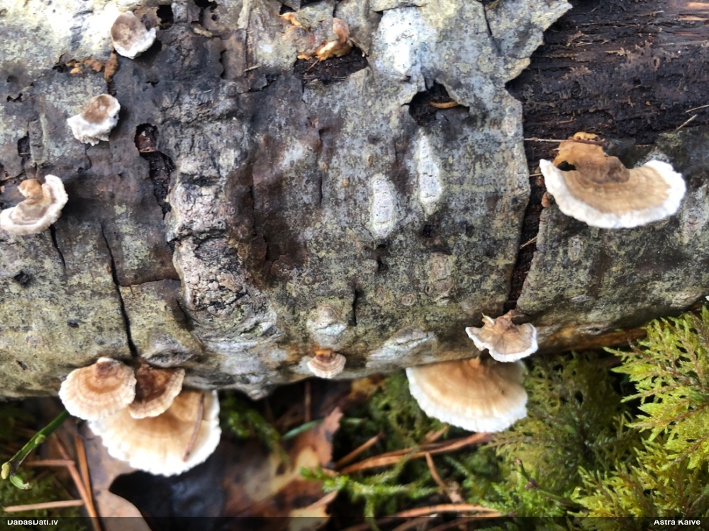 Dzeltenā tauriņpiepe