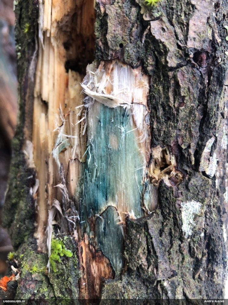 Zilzaļā hlorociborija