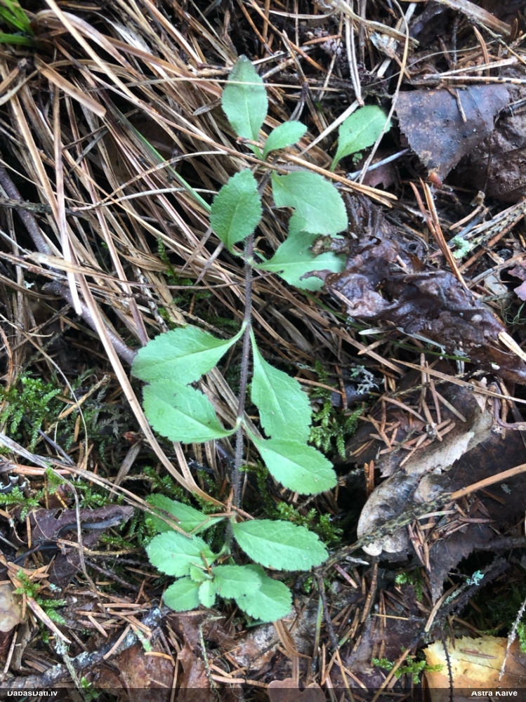 вероника лекарственная