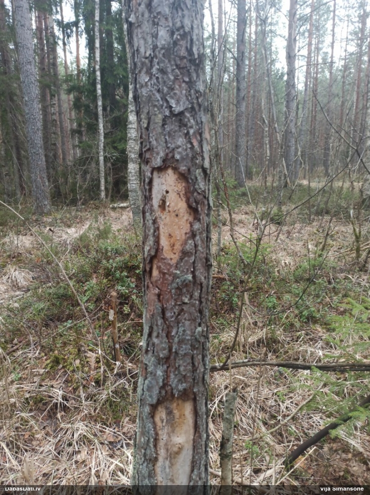 Ovālplankumu melnmārīte