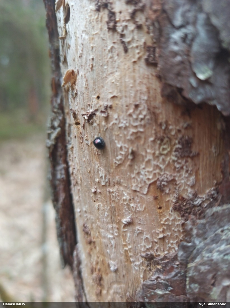 Ovālplankumu melnmārīte