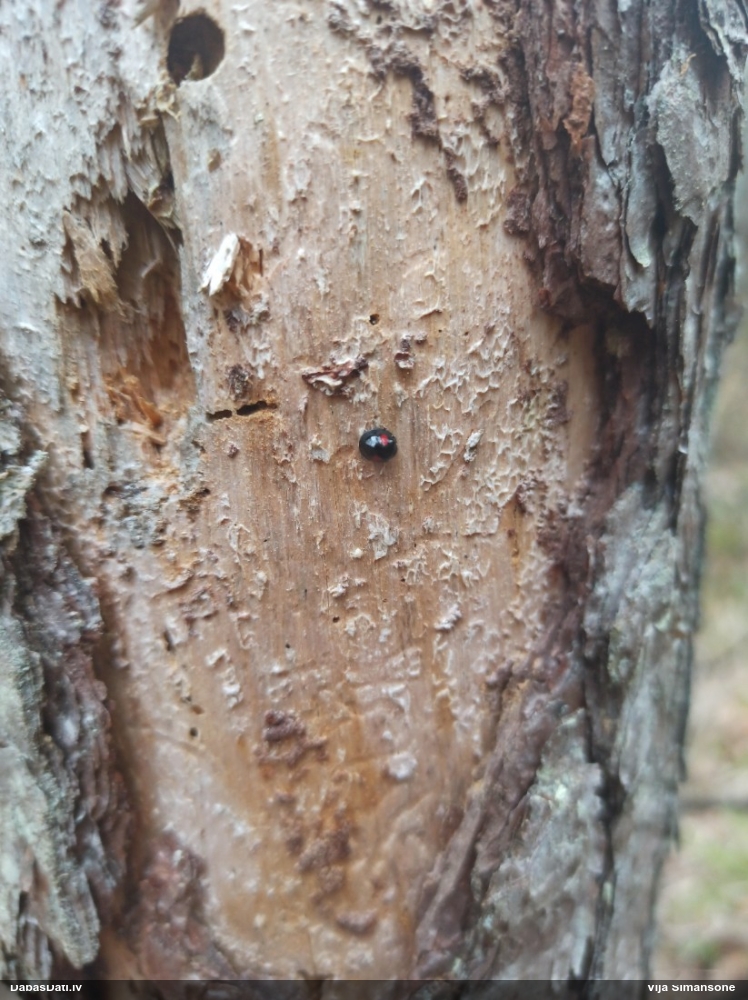 Ovālplankumu melnmārīte