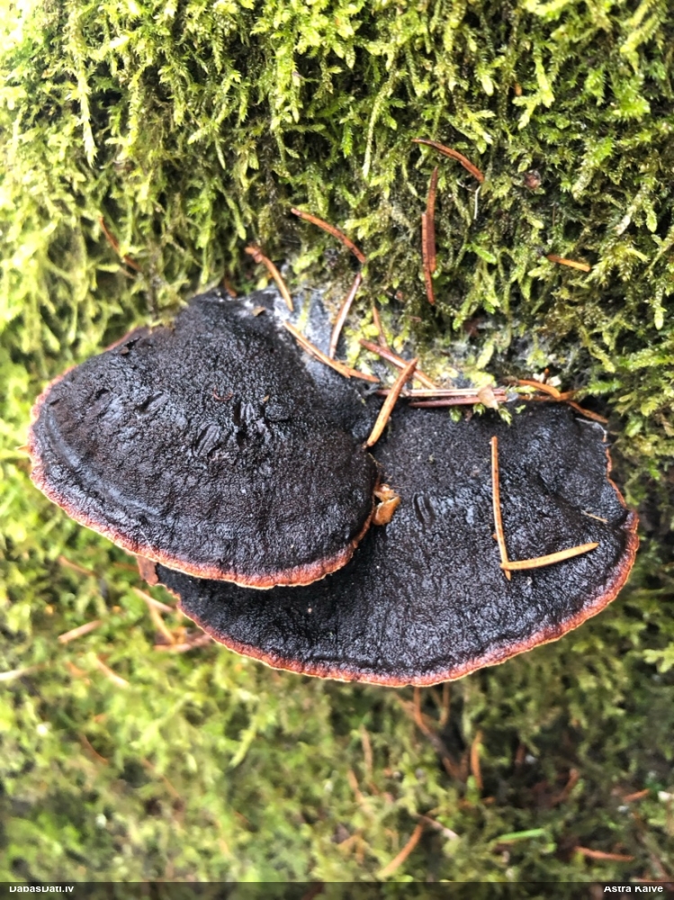 Окаймленный трутовик