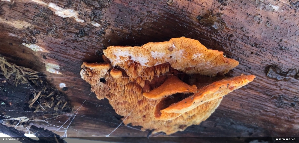 Liesmainā egļpiepe