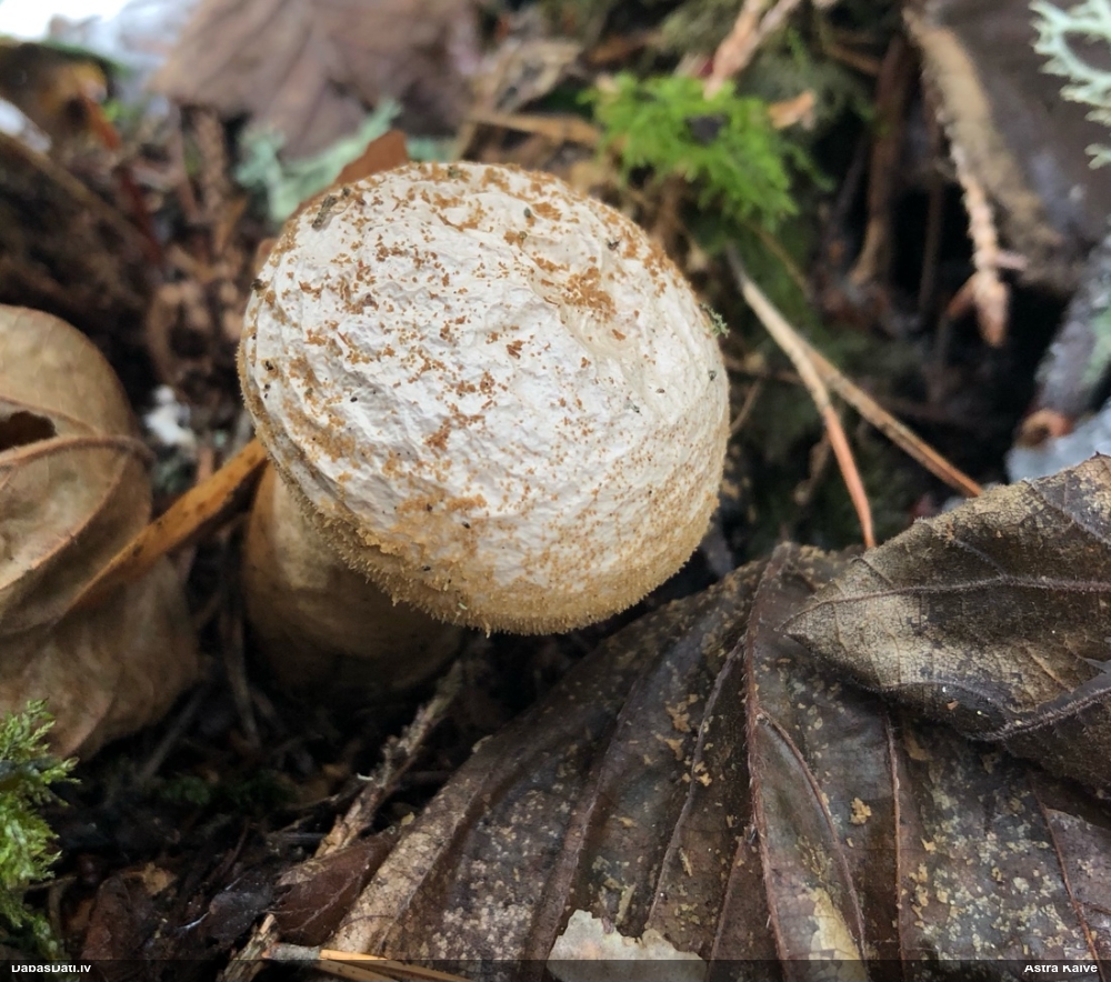 Kārpainais pūpēdis