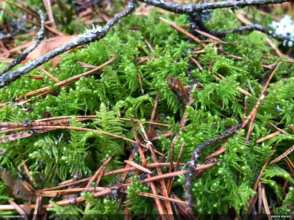 Parastā straussūna