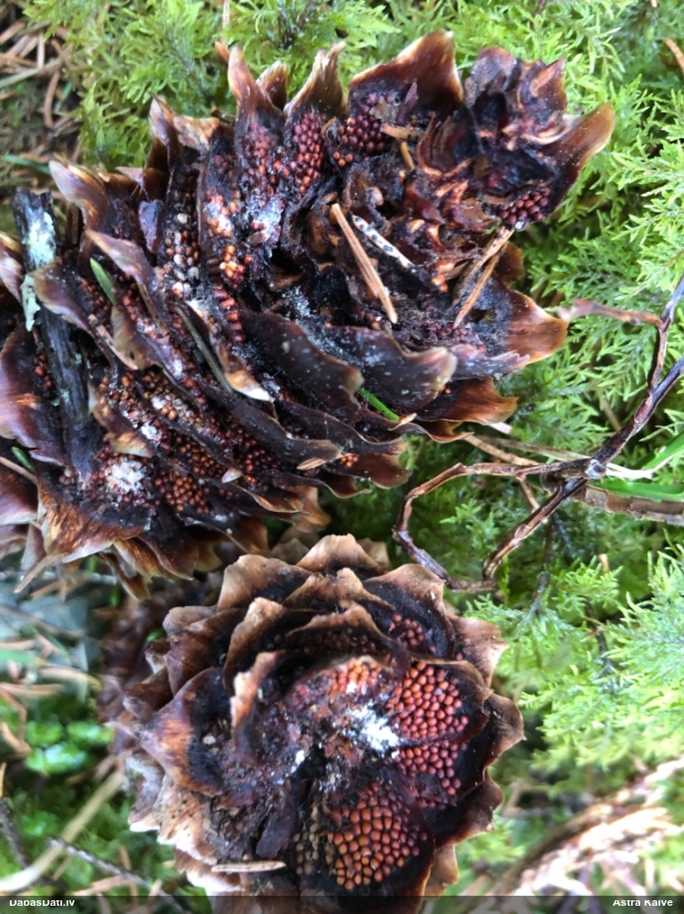 Egļu čiekuru rūsa