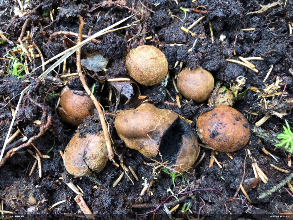 Skarbā briežtrifele