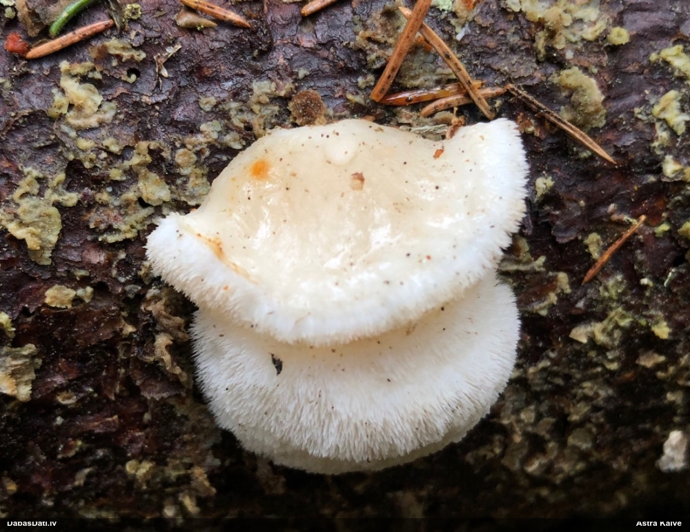 Mīkstpiepe Postia sp.