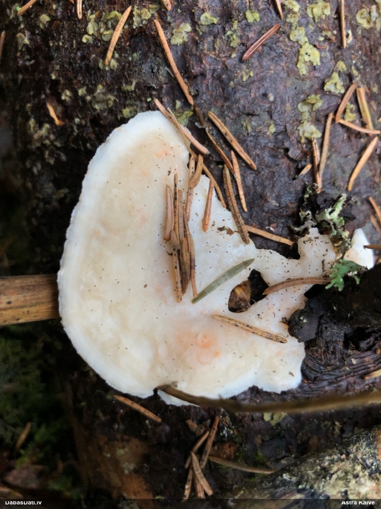 Mīkstpiepe Postia sp.