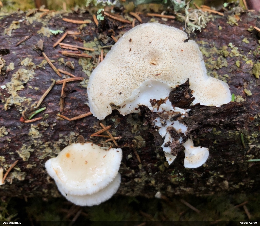 Mīkstpiepe Postia sp.