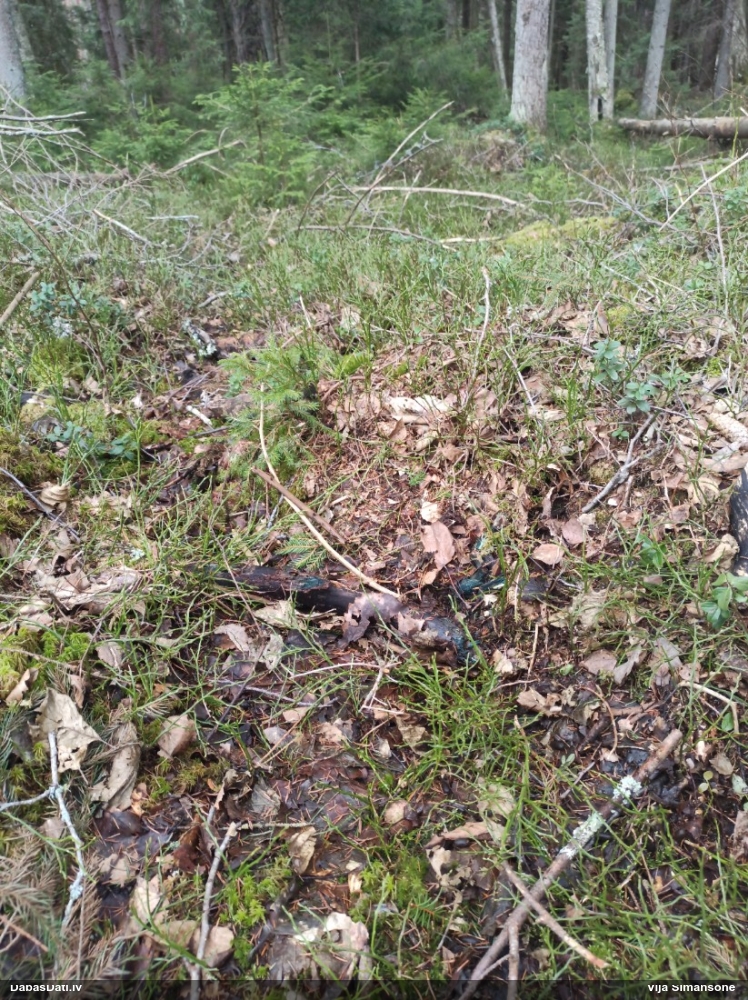 Zilzaļā hlorociborija