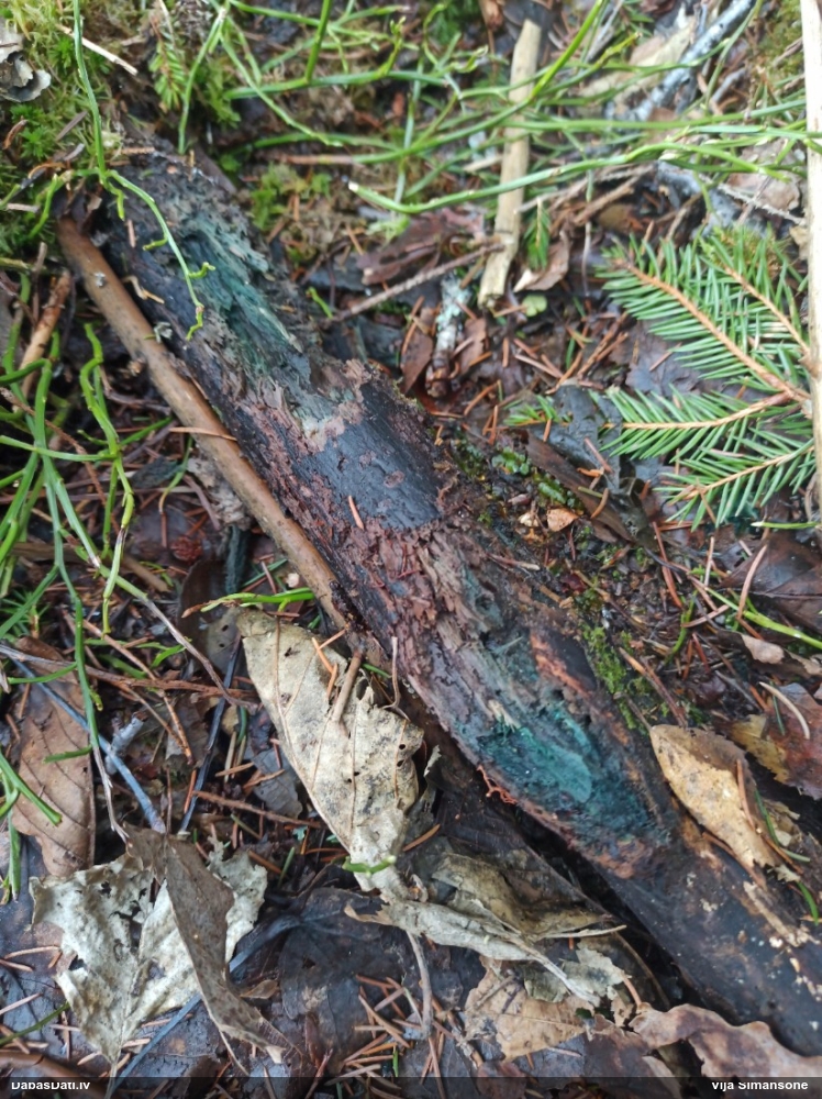 Zilzaļā hlorociborija