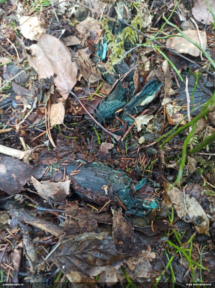 Zilzaļā hlorociborija