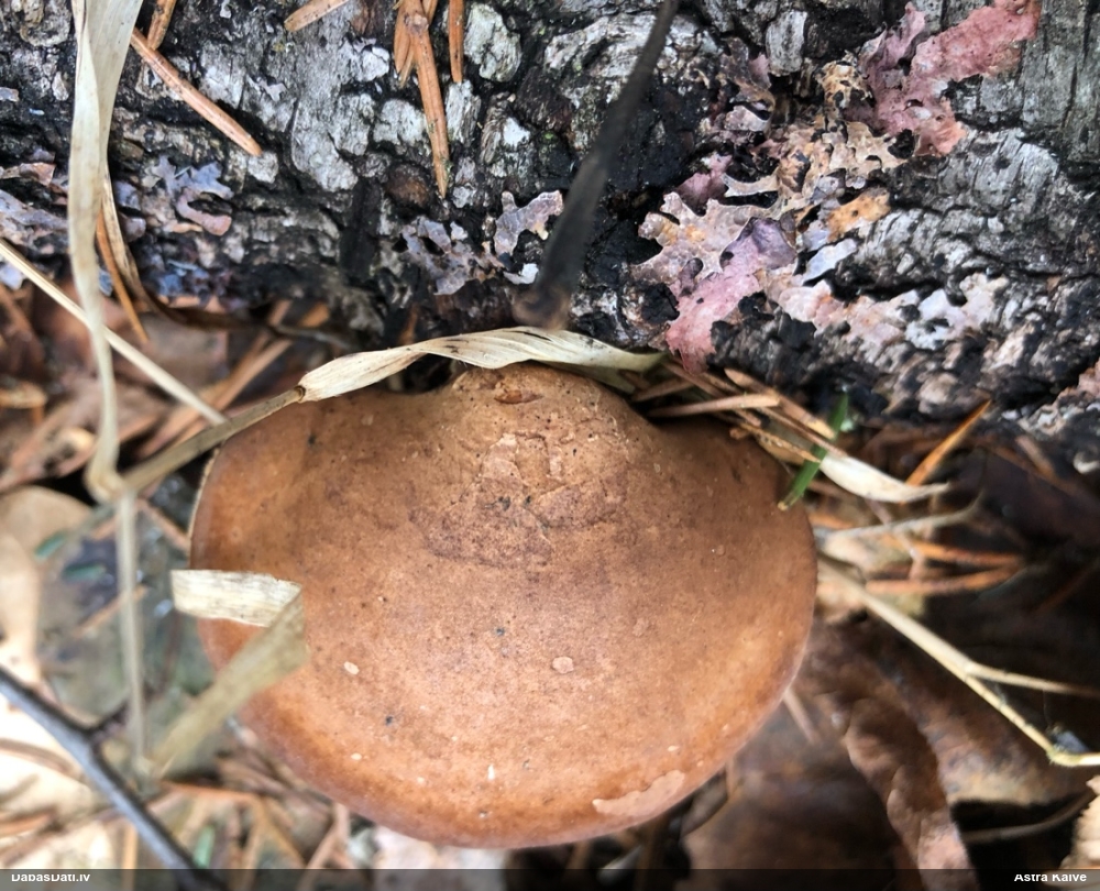 березовый Трутовик