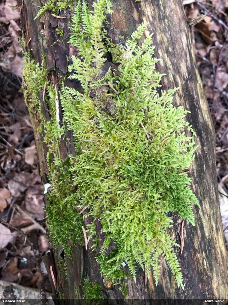 Ložņu platgredzene