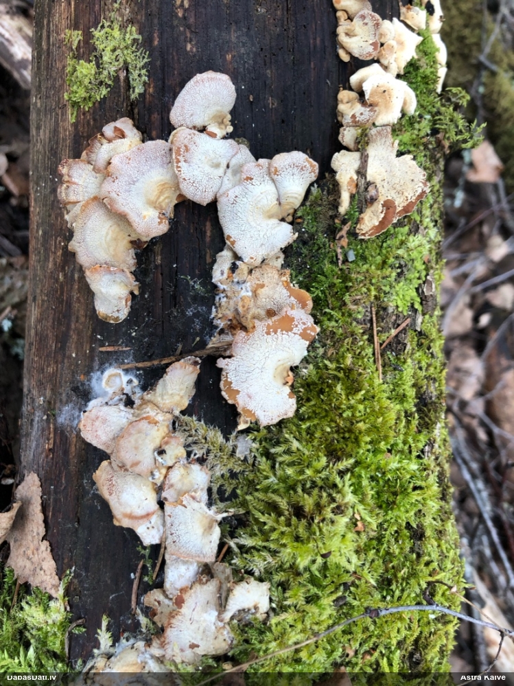 Sūrā pundurkamolene