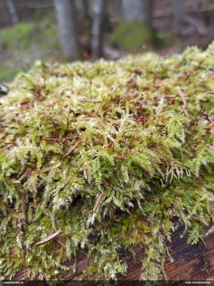 Struplapu īsvācelīte