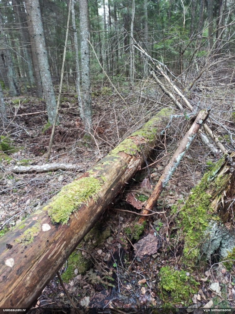 Struplapu īsvācelīte