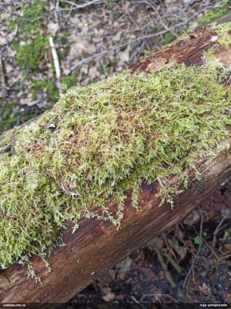 Struplapu īsvācelīte