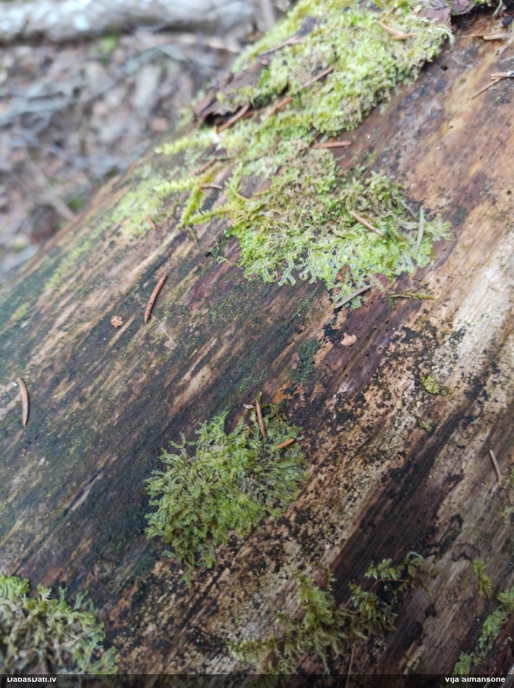 Dažādlapu sekstīte