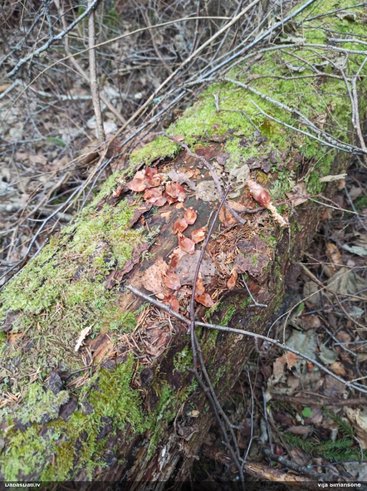 обыкновенная белка