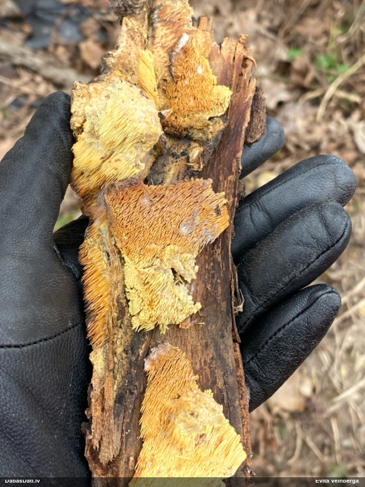 шафрано- желтая саркодонция