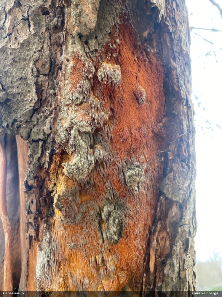 шафрано- желтая саркодонция