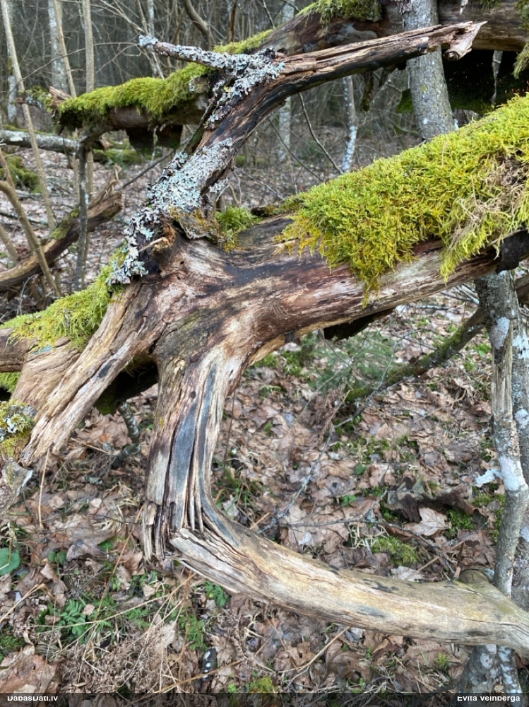 Šokolādes gļotsēne (nenoteikta)